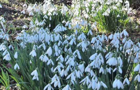Coton Manor Gardens Coton Manor Gardens