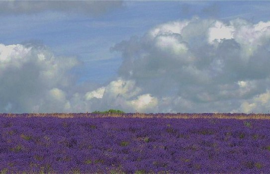 Where to see lavender fields