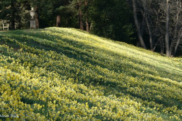 Blickling Hall Garden Daffodil Displays