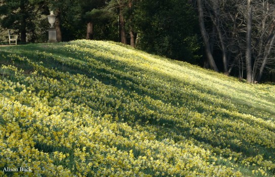 Blickling Hall Garden Daffodil Displays