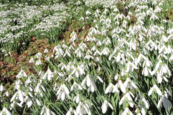 Dalkeith Country Park