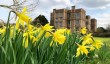 doddington-daffodils.jpg