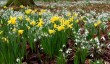 dunham-massey-daffodils.jpg