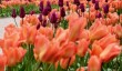 dunham-massey-tulips.jpg