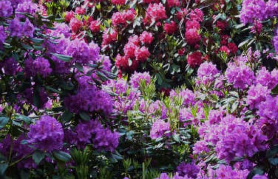 Rhododendrons at East Bergholt Place Garden