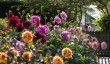 easton-walled-garden.jpg