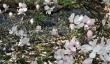 emmetts-magnolia.jpg