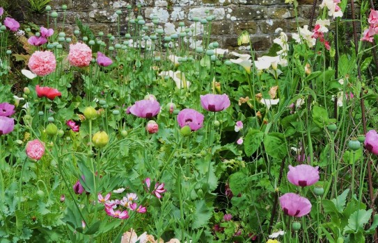 Englefield House Garden