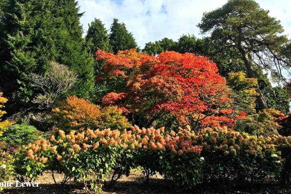 Exbury Gardens Autumn