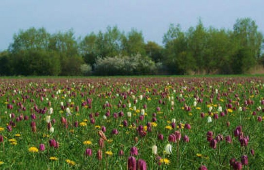 North Meadow Cricklade