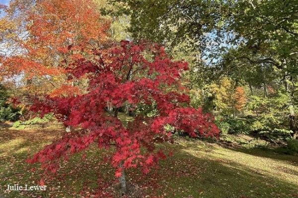 Furzey Gardens  Autumn