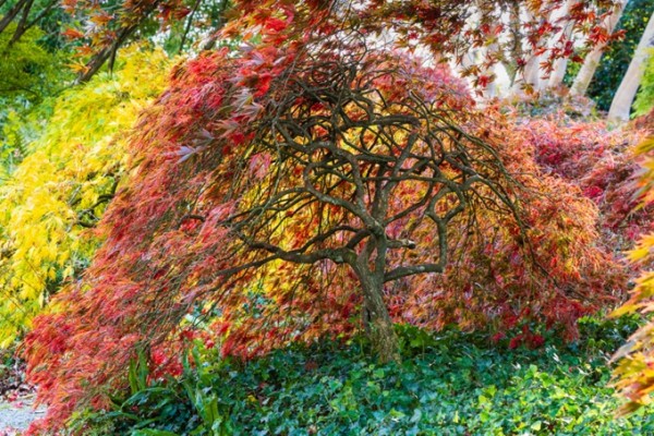 The Garden House, Devon in Autumn