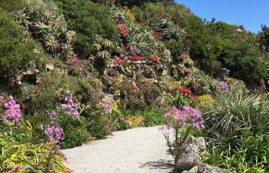 Tresco Abbey Gardens Tresco Abbey Gardens