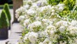 goldsborough-hall-roses.jpg