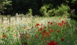 great-chalfield-wildflower-meadow.jpg