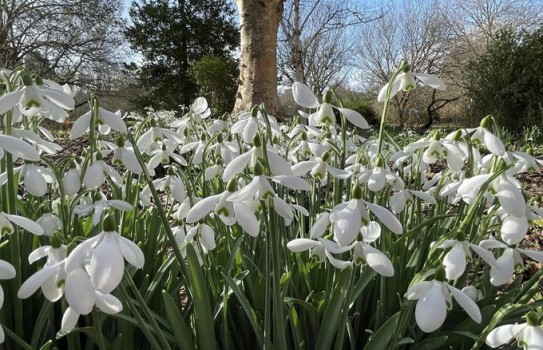 Snowdrops in Hampshire - Hillier Garden