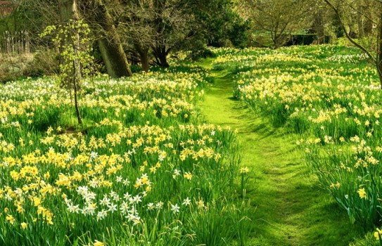 Hindringham Hall Garden