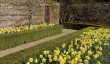hinton-ampner-daffodils.jpg