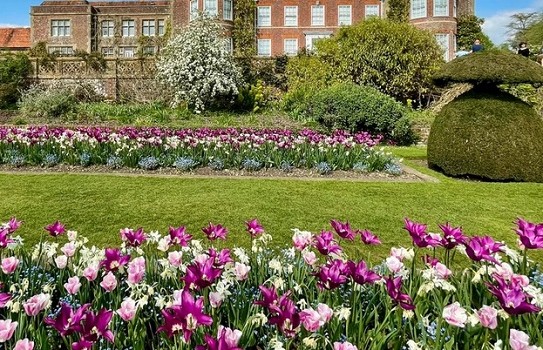 Hinton Ampner Gardens Tulips