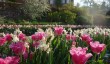 hinton-ampner-tulips.jpg