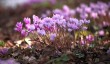 hodnet-hall-cyclamen.jpg