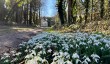 holkham-hall-snowdrops.jpg