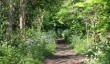 horniman-woodland-garden.jpg