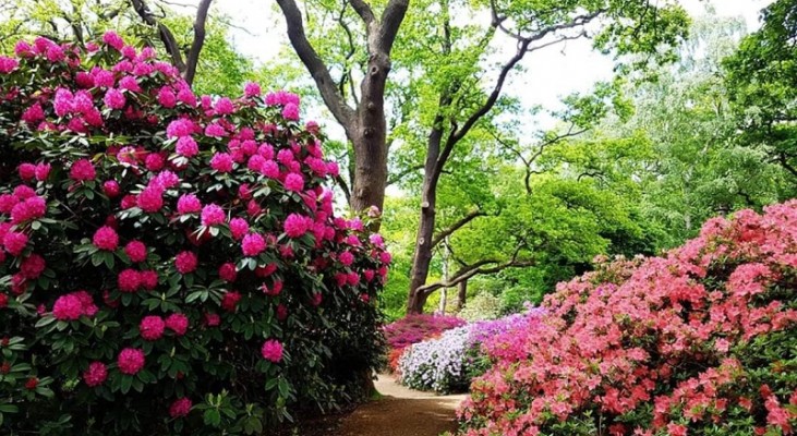 The Isabella Plantation in Richmond Park