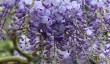 kew-gardens-wisteria.jpg