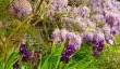 kingston-bagpuize-house-gardens.jpg