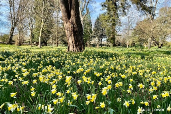 Kingston Lacy Garden Daffodils