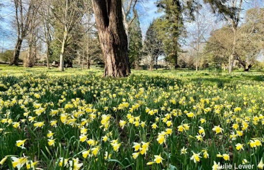 Kingston Lacy Garden Daffodils