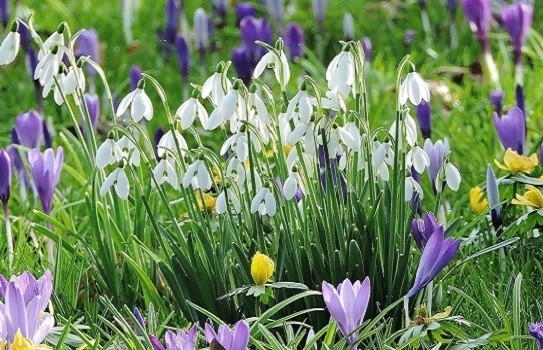 Lacock Abbey Snowdrops