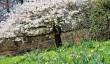 lydney-park-blossom.jpg