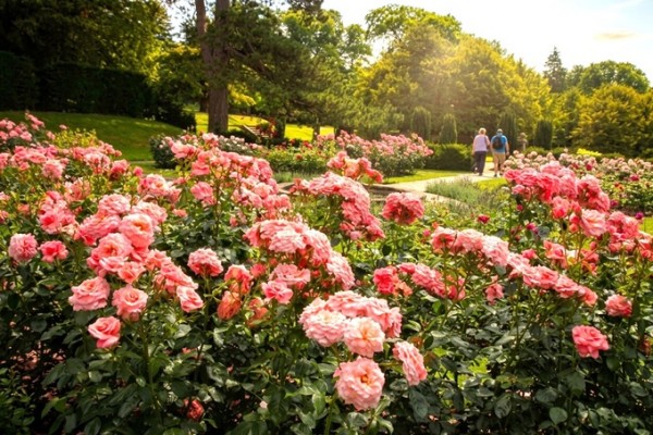 Lyme Park Gardens