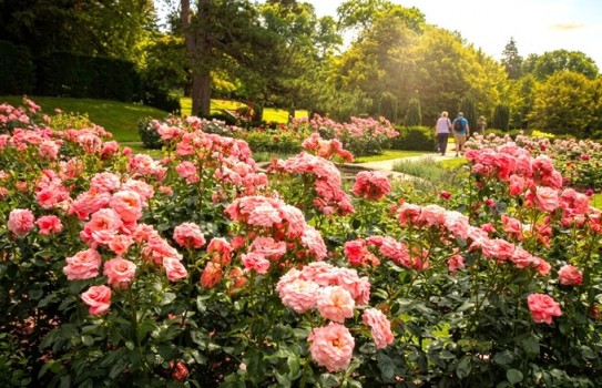 Lyme Park Gardens