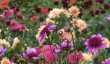 mannington-hall-summer.jpg