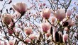 marwood-magnolias.jpg