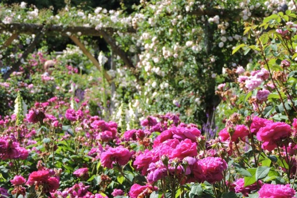 Mottisfont Abbey Rose Gardens