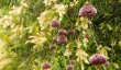 myddelton-house-plants.jpg