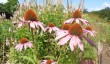ness-botanic-garden-summer.jpg