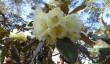 ness-botanic-gardens-rhododendron.jpg