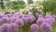 ness-gardens.jpg