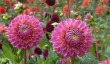 norfolk-gardens-mannington-hall.jpg