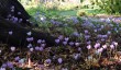 oxford-botanic-cyclamen.jpg