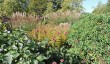 oxford-botanic-garden-view.jpg