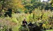 oxford-botanic-gardens.jpg
