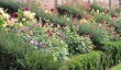 packwood-house-garden.jpg