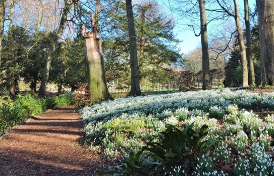 Painswick Rococo Garden Snowdrops