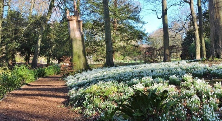 Painswick Rococo Garden Snowdrops